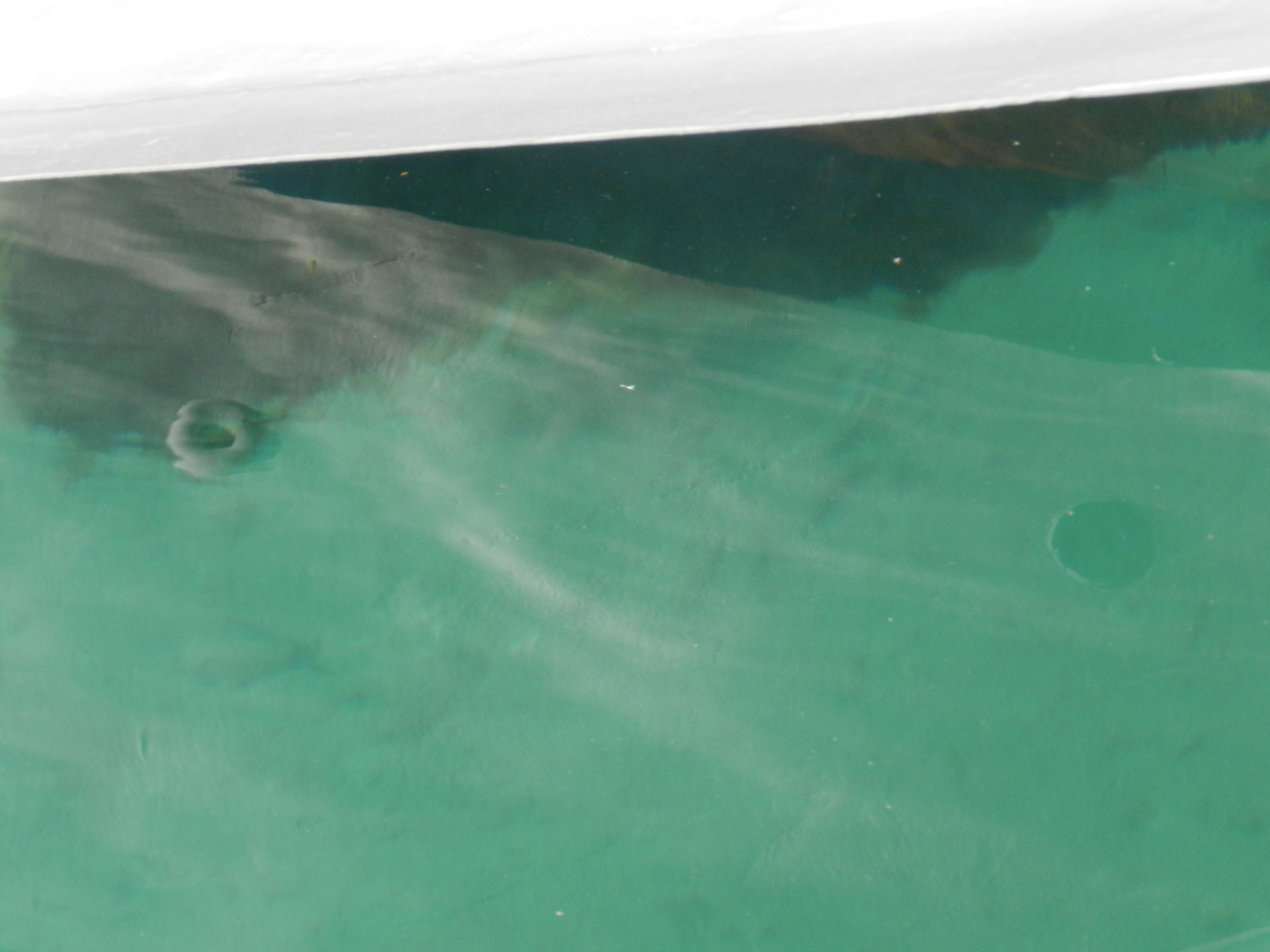 illyrischer zwiegesang oder schau mich bitte nicht so an, HR 2012