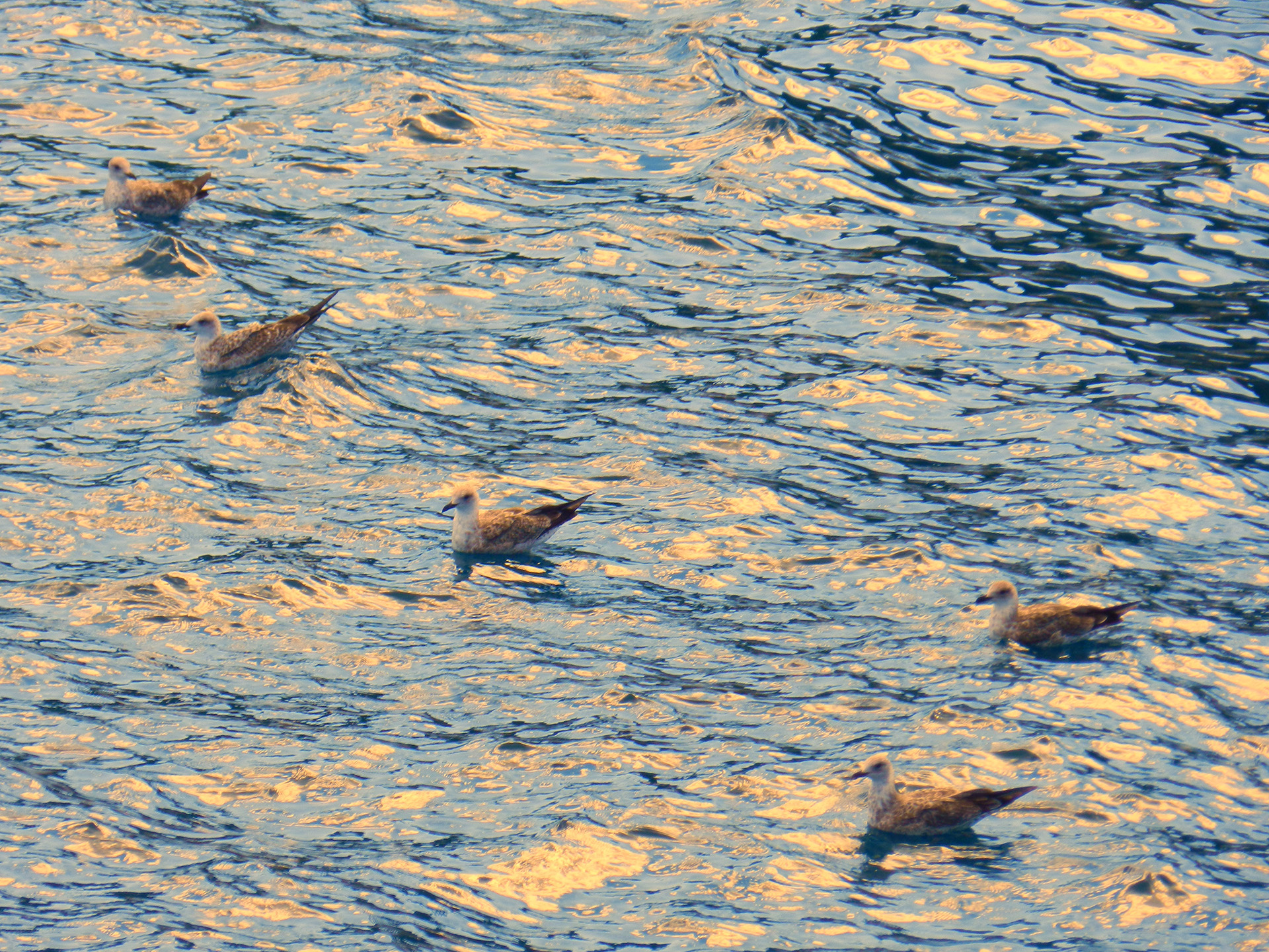 moje drage galebove, HR 2012