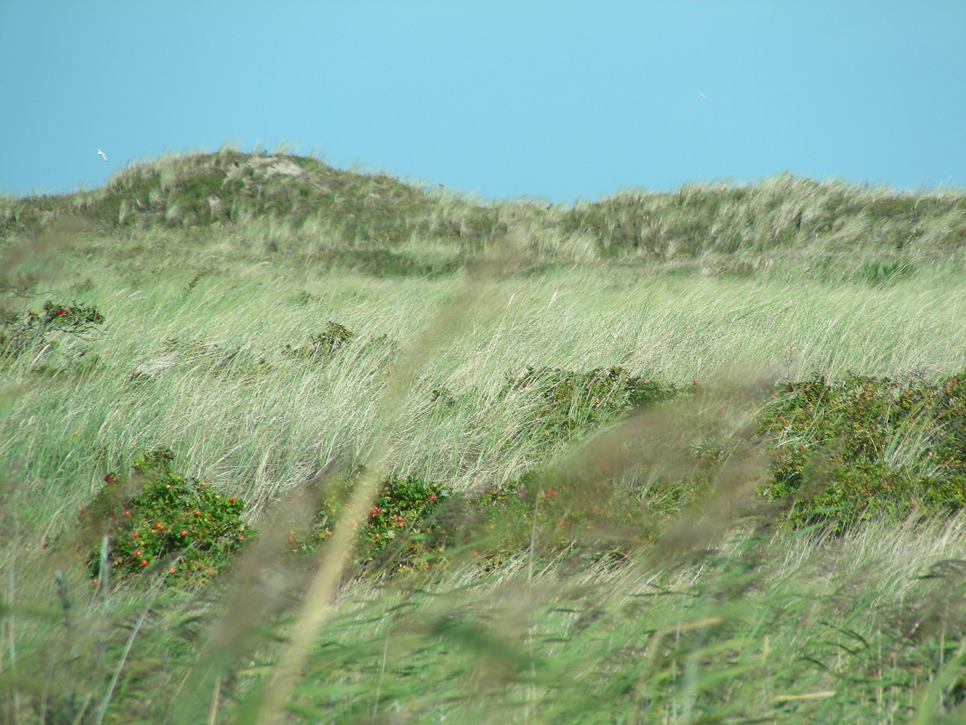 Spiekeroog 3, D. 2009