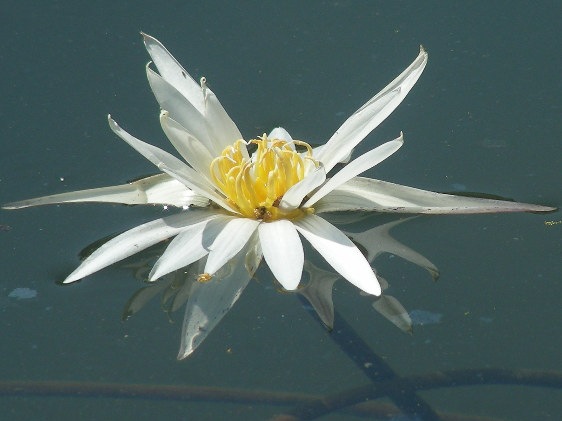 Lotos weiss, Kerala 2009