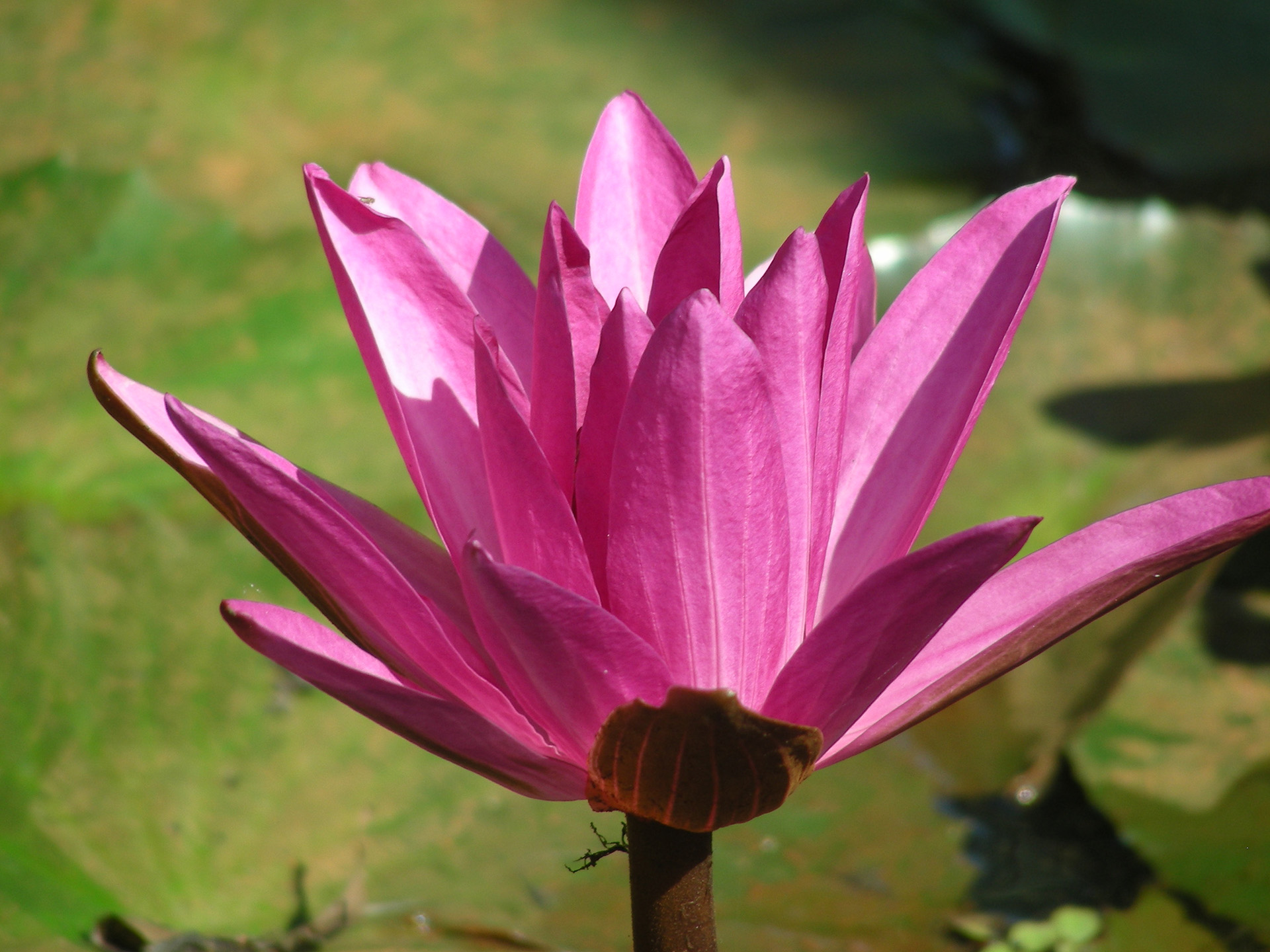 Lotos pink, Kerala 2009