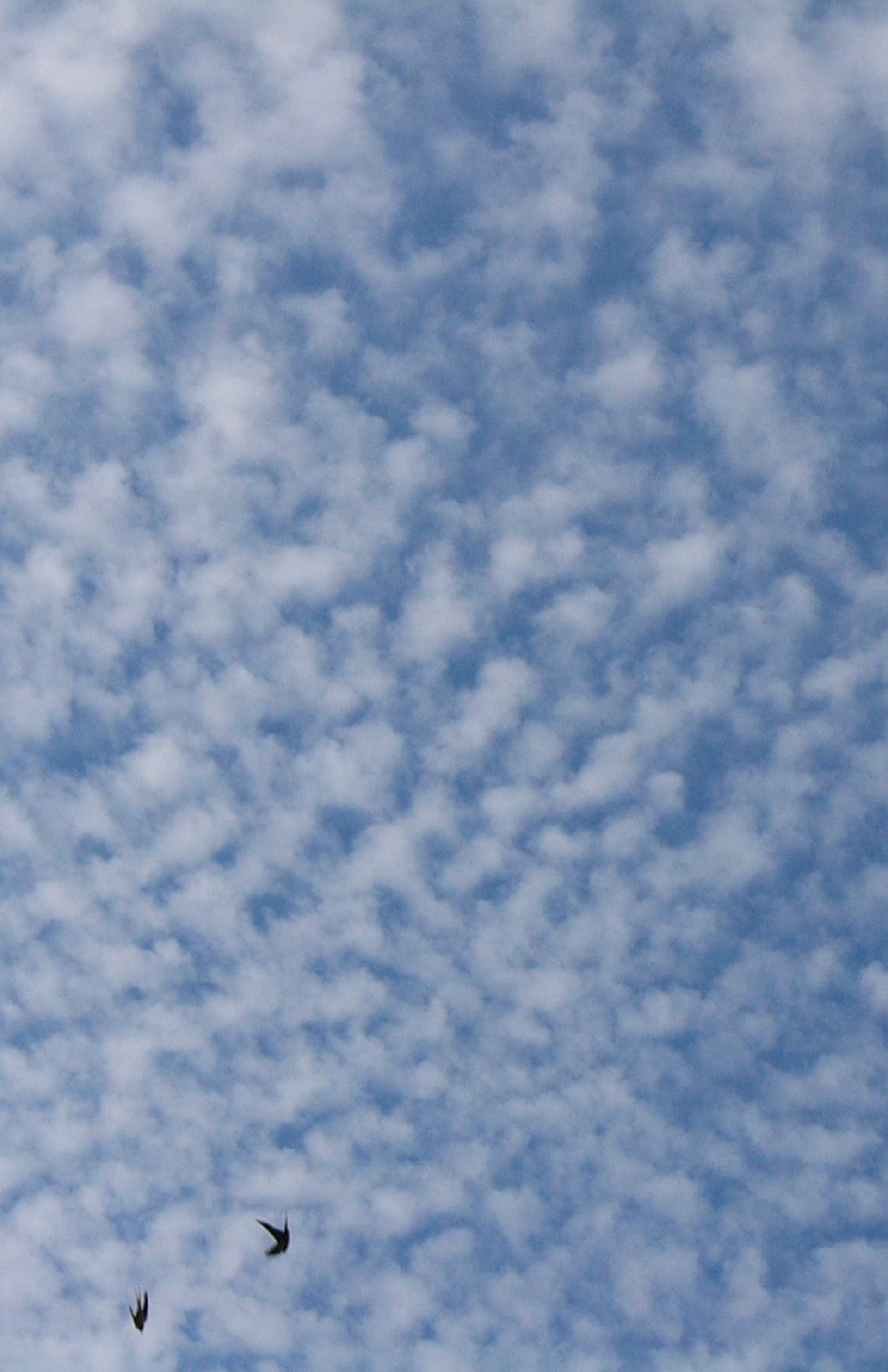 schwalbenzählen, HR 2011